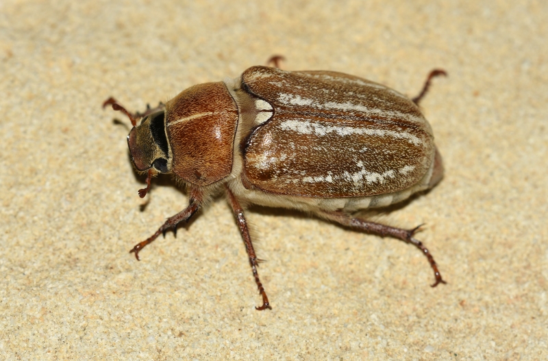 Scarabeidae: Anoxia (Protanoxia) baraudi